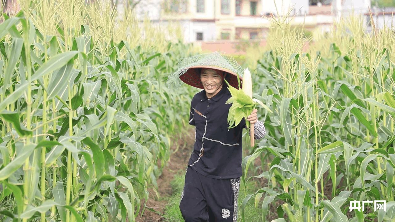 江西玉米价格最新动态，获取与理解玉米价格变化攻略
