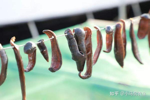 水蛭最新价格变动揭示机遇与挑战，自信与成就感的源泉