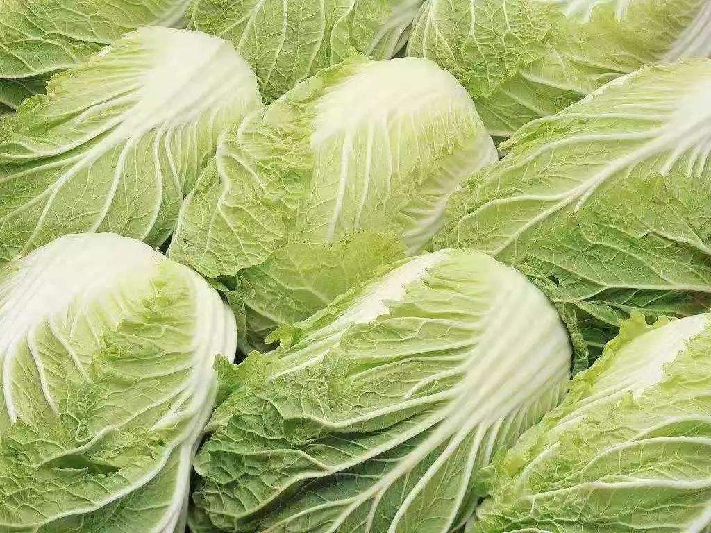 白菜价格最新动态更新