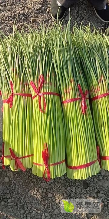 蒜苔产地价格最新动态更新